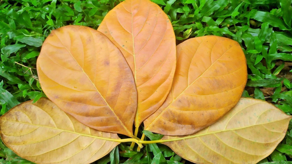 original organise 100% jackfruit leaf
