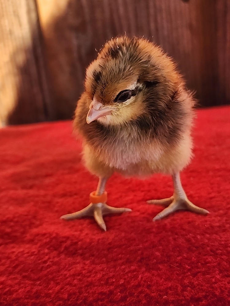 Cream Legbar Fertile Hatching Eggs 12+ Eggs