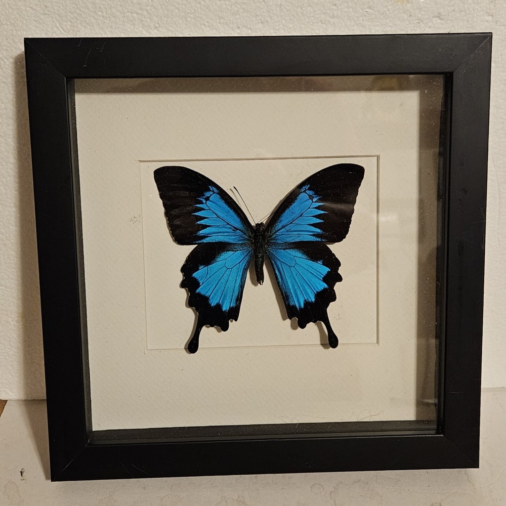 Real framed Ulysses swallowtail in Custom shadowbox