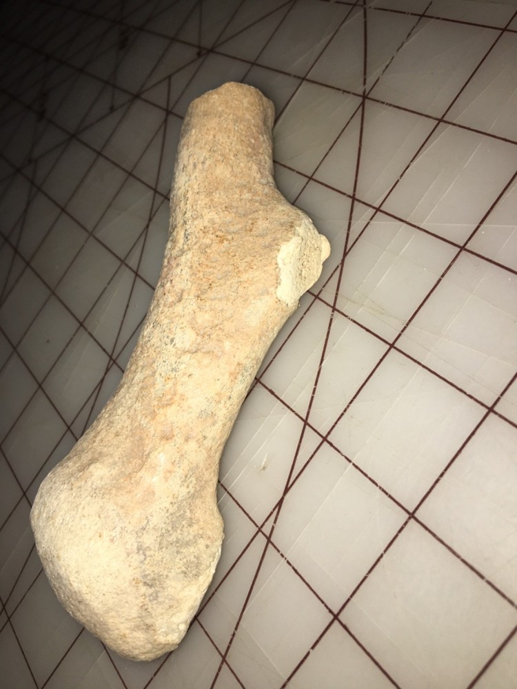 Fossilized Deer antler