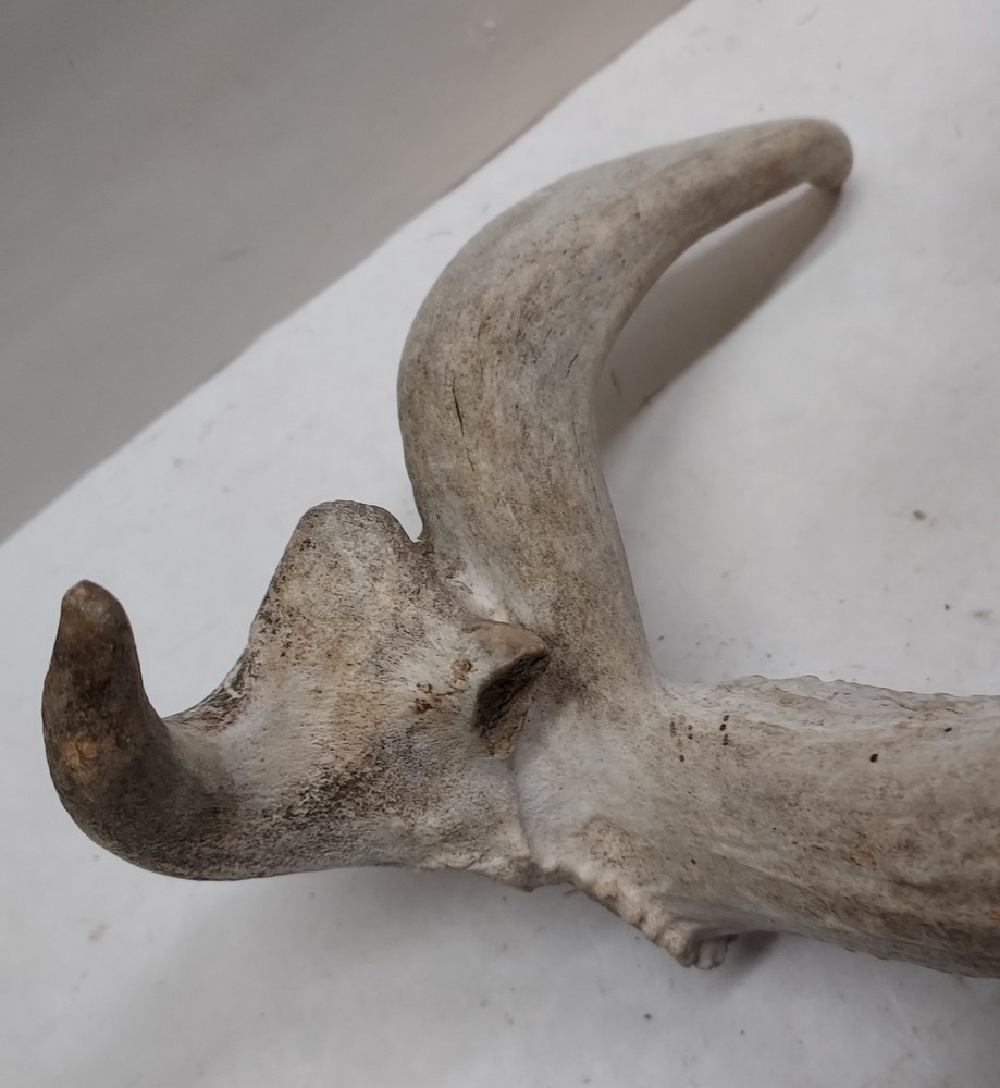 Shed Non Typical Whitetail Deer Single Antler