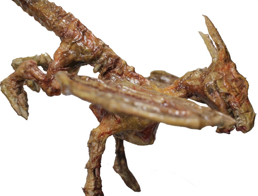 Creature Double Feature Non Animated Zombie Dragon Prop