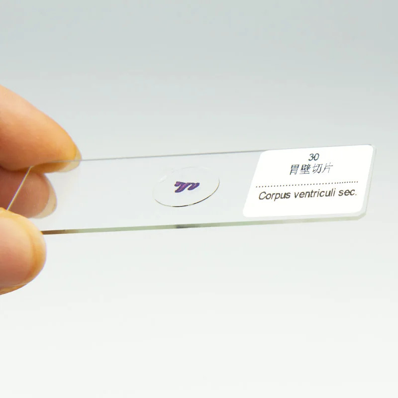 30PC Prepared Biological Basic Tissues Science Cover Slips Microscope Slides