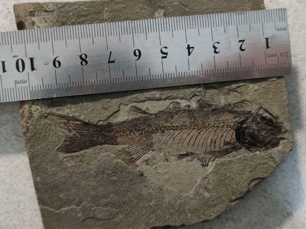 Authentic and Unique Paleontological Fishification Stone C02