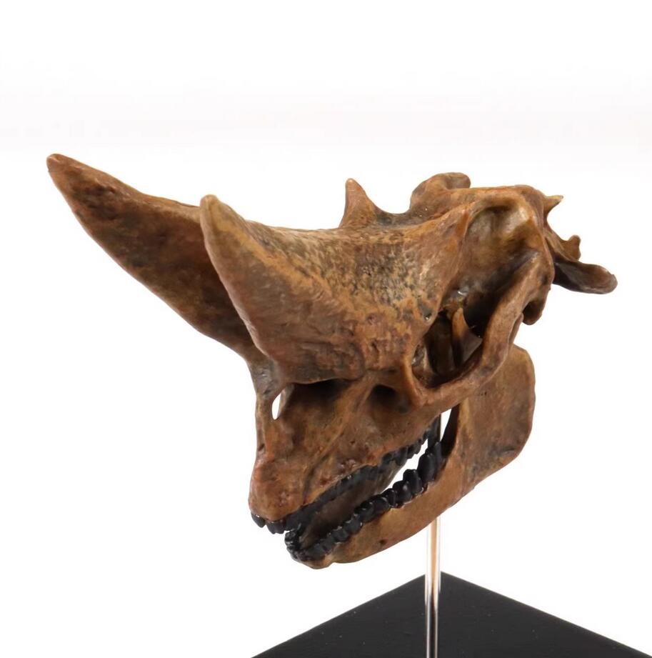 Arsnoitherium Skull Statue Head Animal Model 3D printing Display