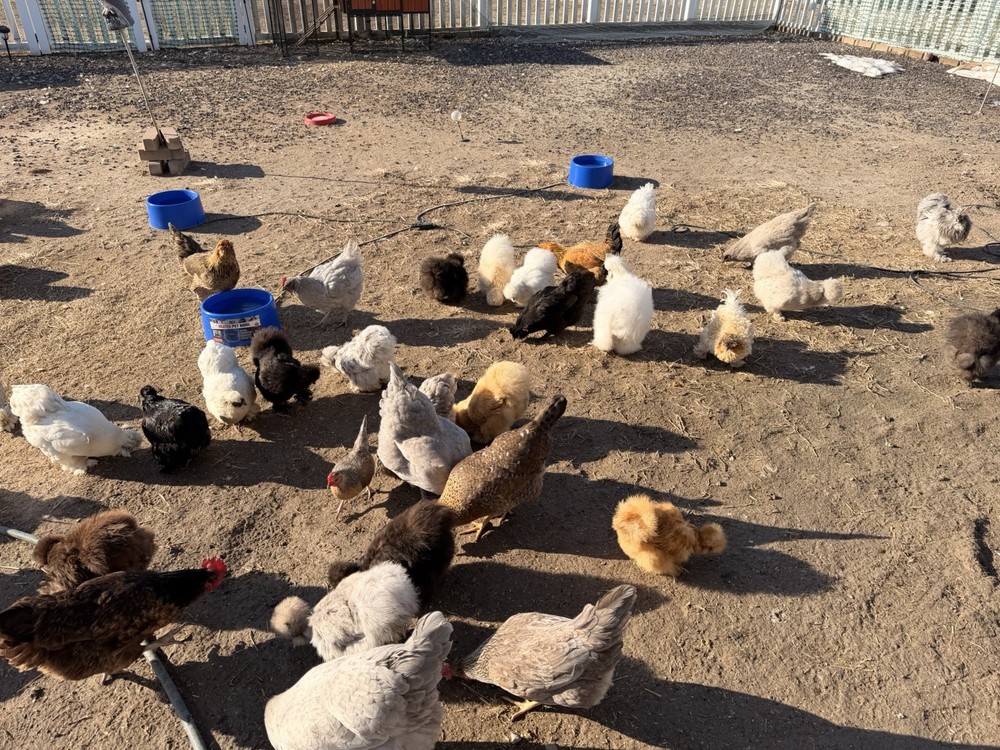 Silkie Chicken Hatching Eggs Assorted Colors