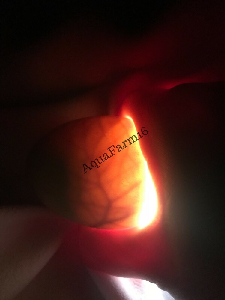 Hatching egg spray,🔥Increase Hatch Rate! 🐣1 Pk Hatching Egg Spray 🐥🌺