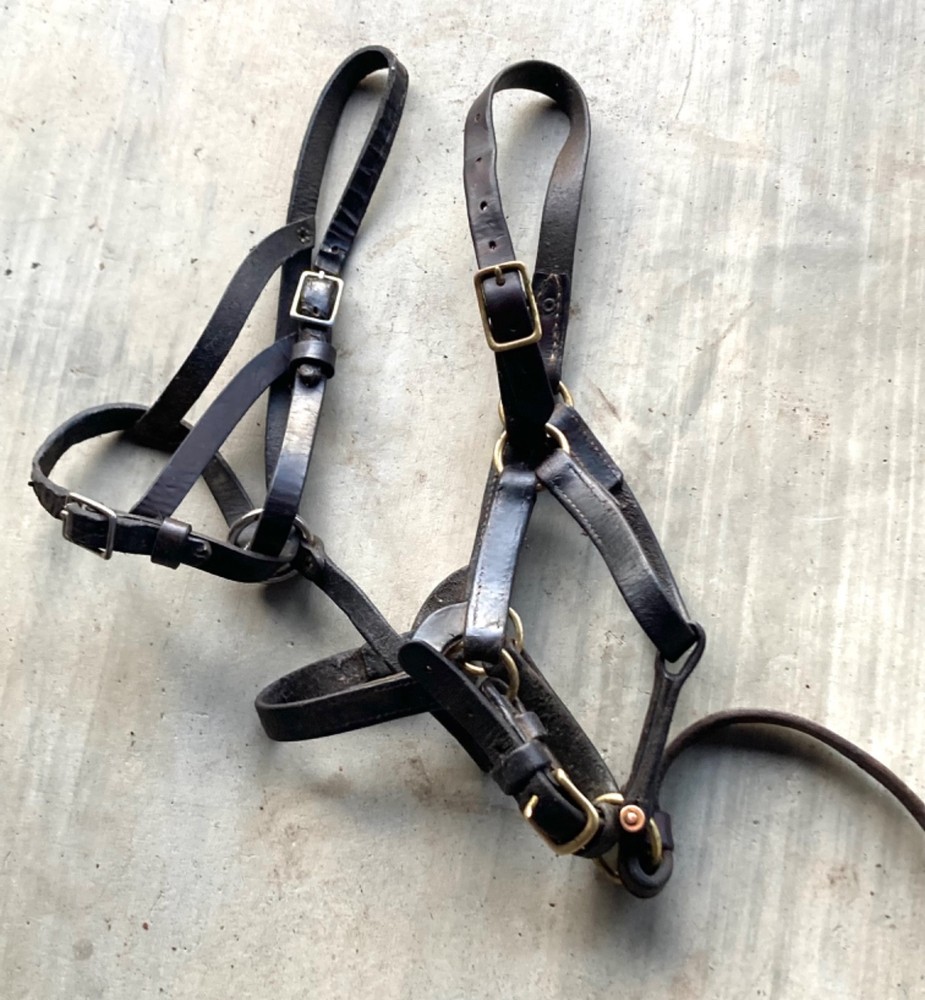 2 LEATHER NEWBORN SUCKLING FOAL HALTERS