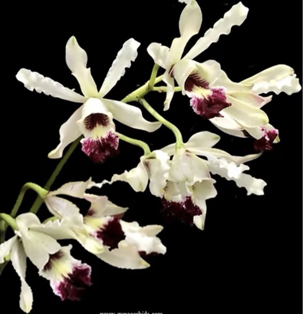 Myrmecophila albopurpurea - Mounted Seedling