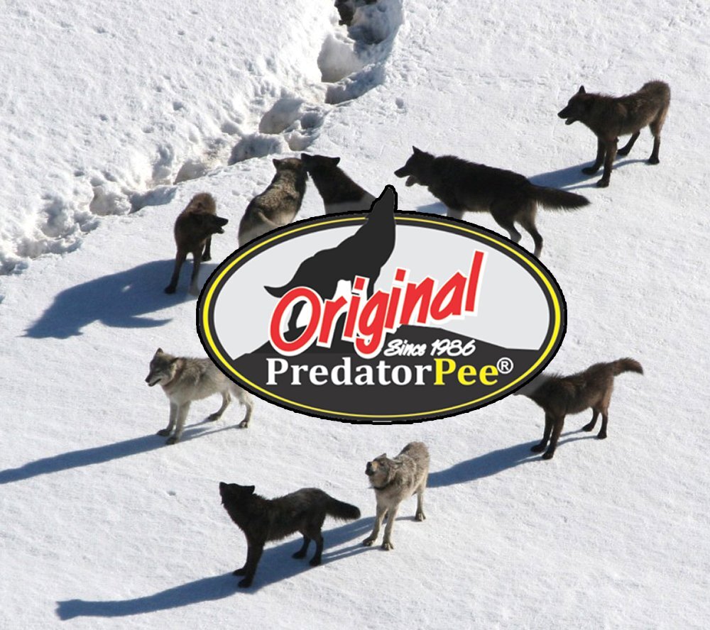 Predator Pee Real Wolf Urine - Territorial Marking Scent -16 oz