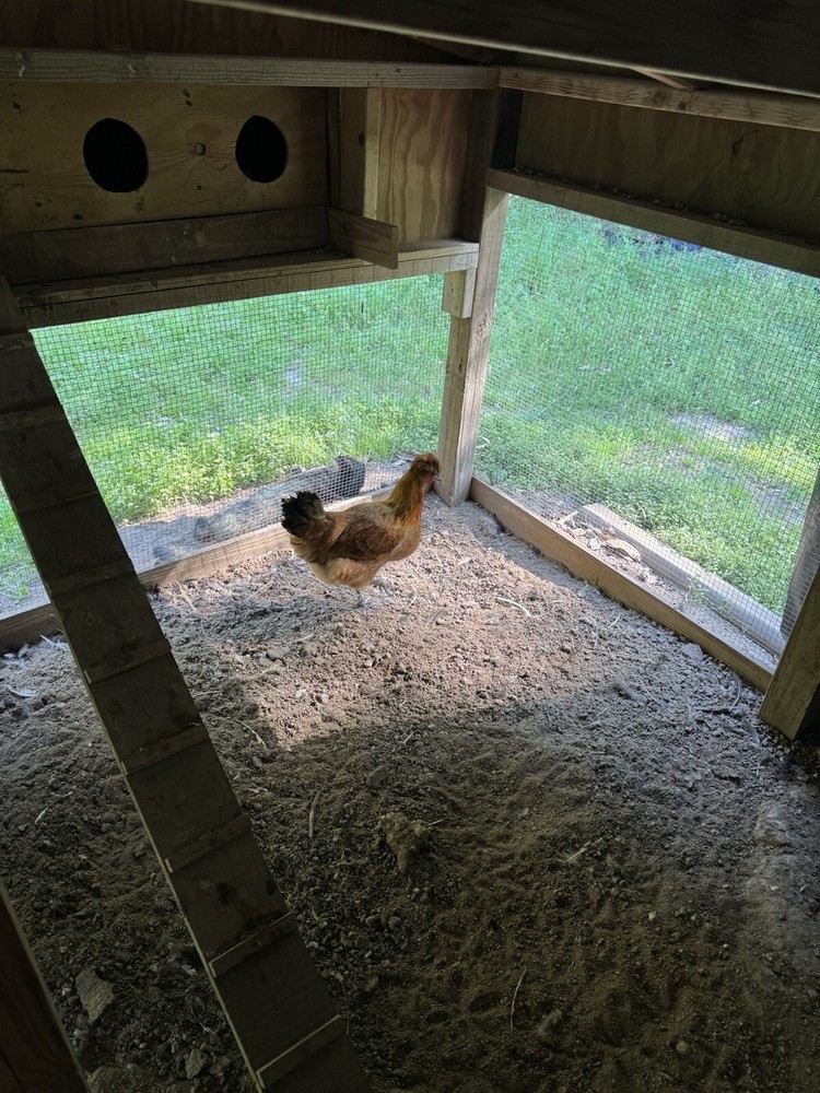 8 Shetland Hen Hatching Eggs🏅🏅Very Rare🏅🏅