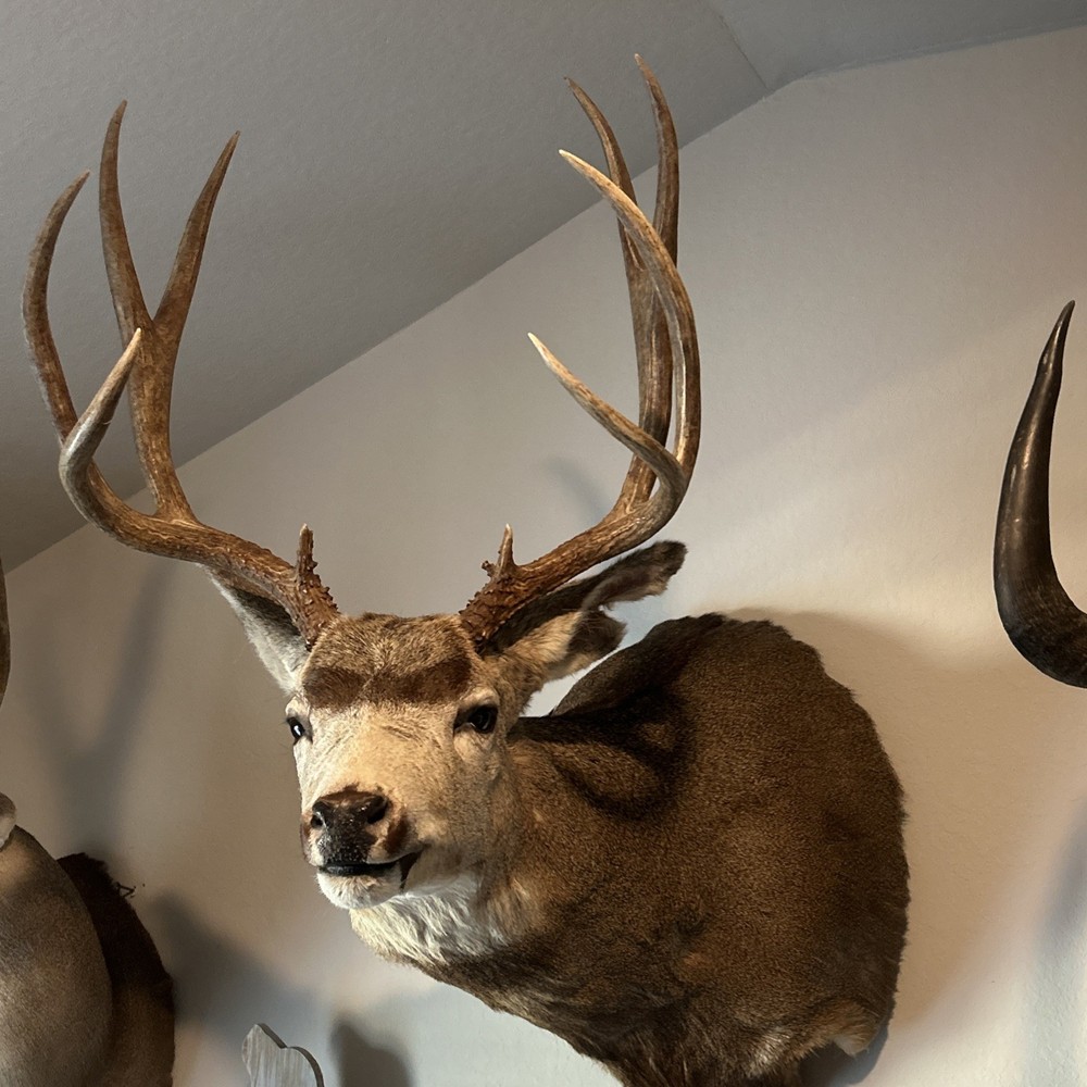 10 POINT MULE DEER 21.25 SPREAD MONSTER