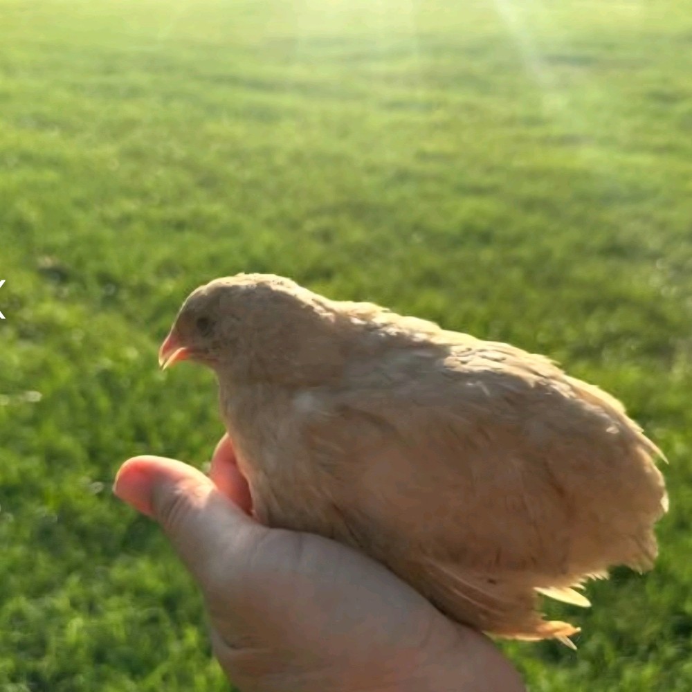 18 Celadon Blue/18 AssortedCoturnix Quail Hatching Eggs