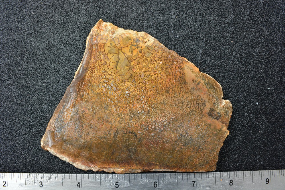Agatized Dinosaur Bone Slab Utah Ex Shriley Collection