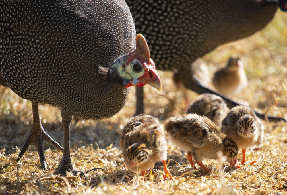 Guinea hatching eggs - 1 dozen