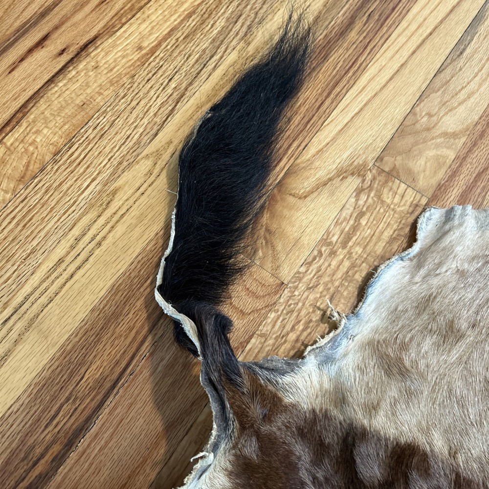African Antelope Partial Hide (Back Half) – (Left Front) Tanned
