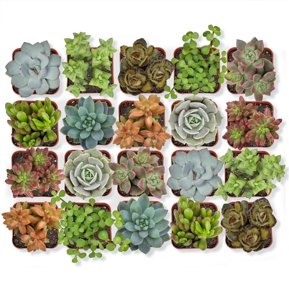 Altman Plants, Live Succulent Plants (20 Pack) Assorted 20-PACK, Multicolor
