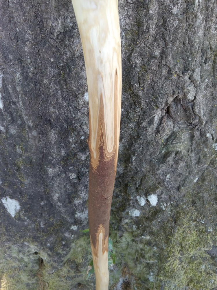 Handmade Unique Viper Snake Walking Cane Solid One Piece Stick