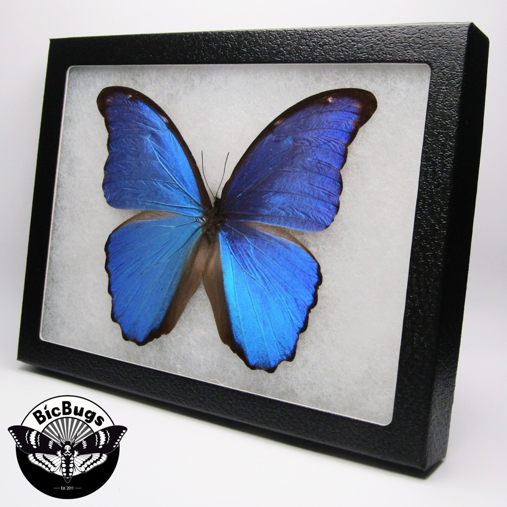 Morpho didius REAL FRAMED BUTTERFLY BLUE PERU