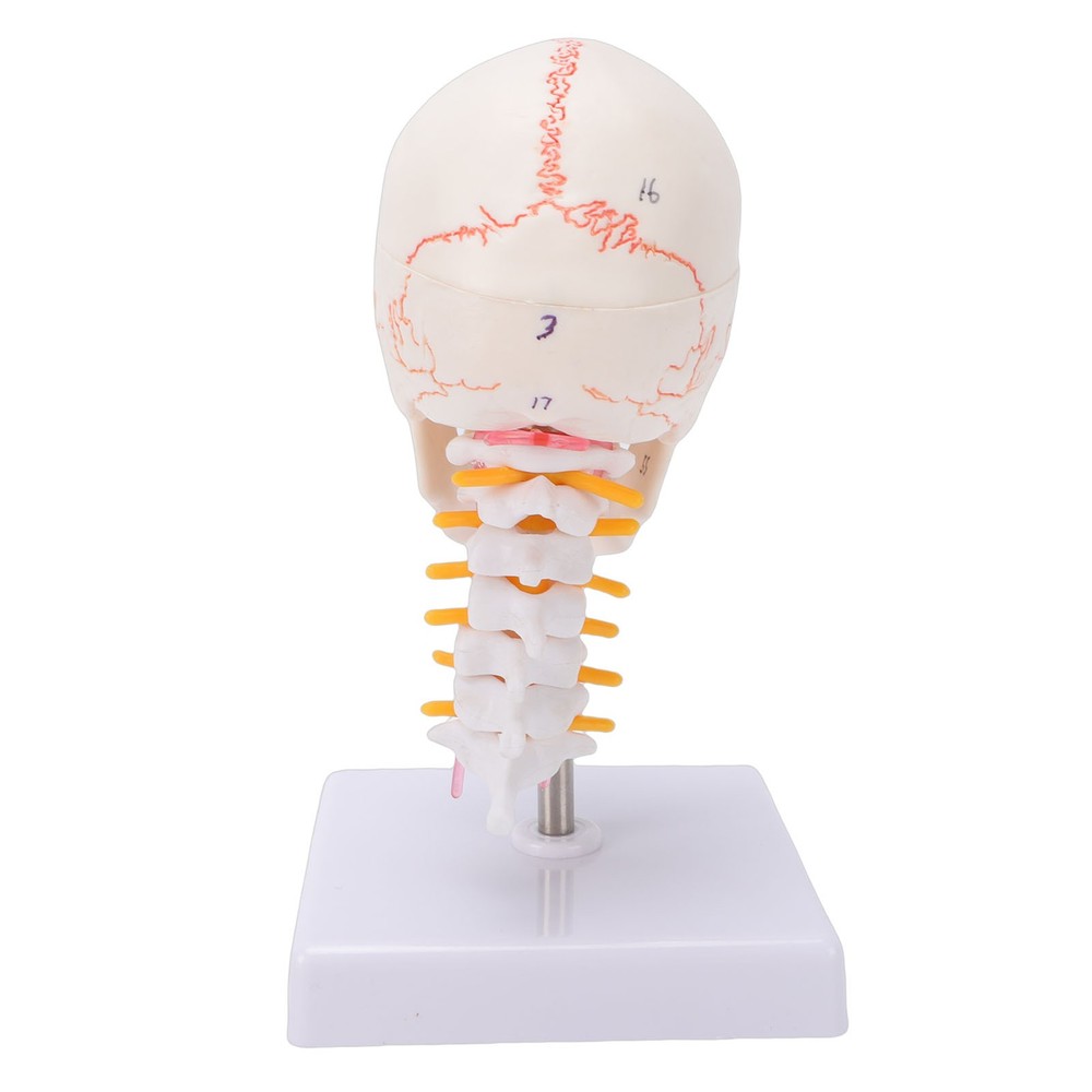 1/2 Skull With Cervical Spine & Brain Teaching Display Model