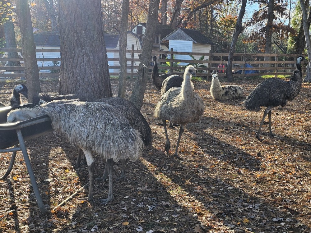 2 Emu Hatching Eggs White Blonde Normals