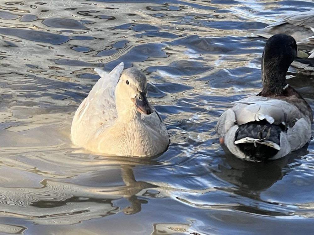 Call Duck Hatching Eggs 10