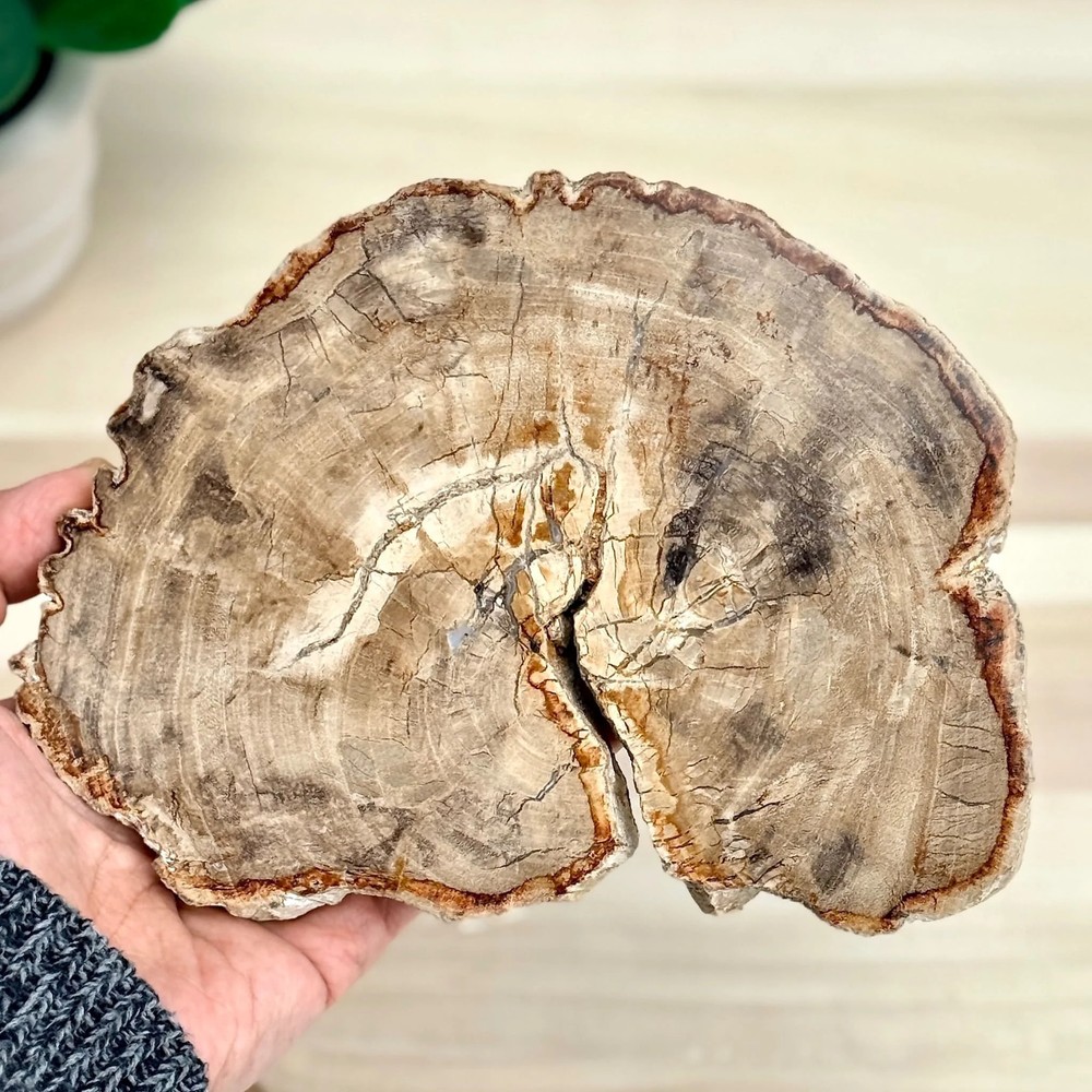 Petrified Wood Slab A