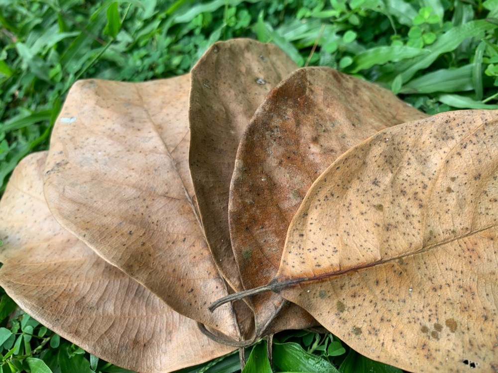 Jack Leaves