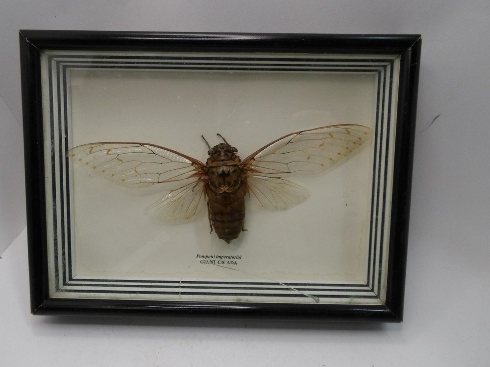 Shadow Box Frame Display Giant Cicada Real Specimen wall Mount Insect Winged