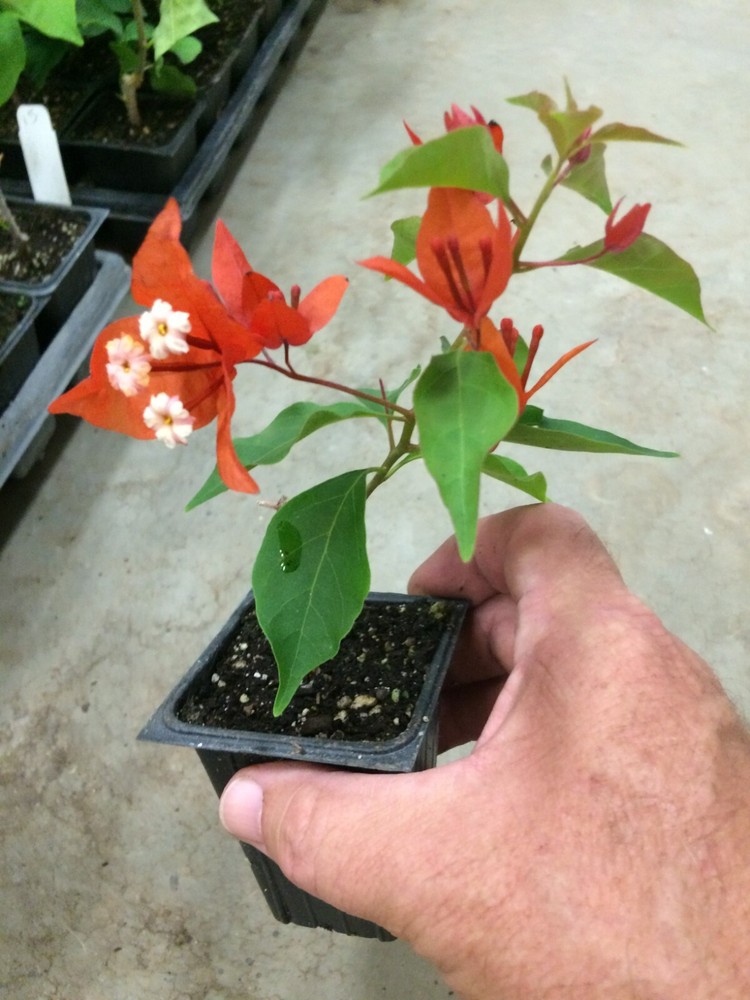 Bougainvillea - 'Flame'