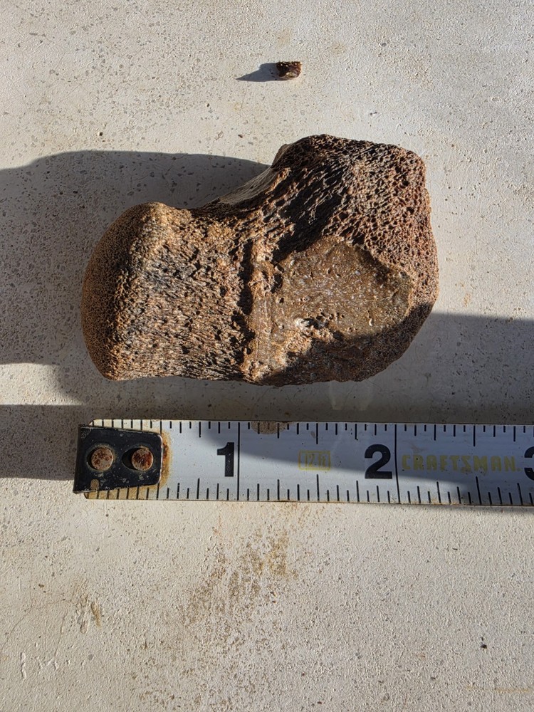 Partially Digested Mosasaur Thoracic Vertebrae TX Fossil Mosasaurus