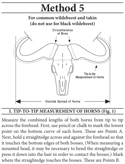 Plaque Mounted Blue Wildebeest Horns