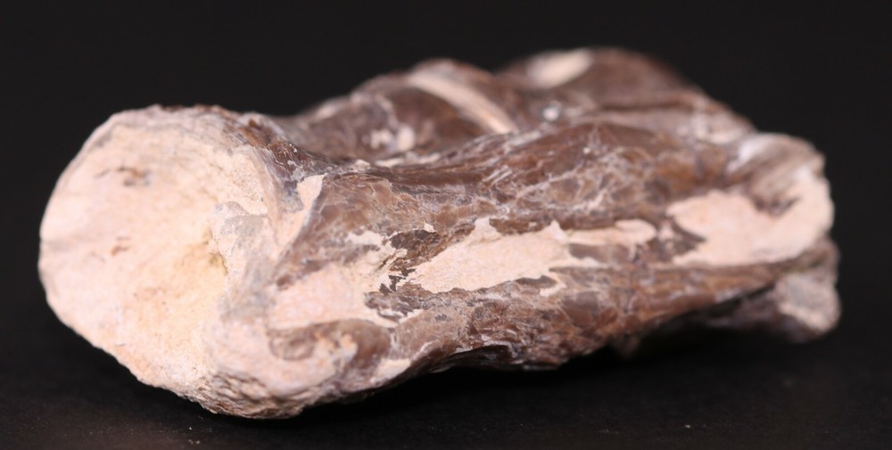 Fossil Fish Ichthyodectes Vertebrae Pair Cretaceous Kansas COA 3405
