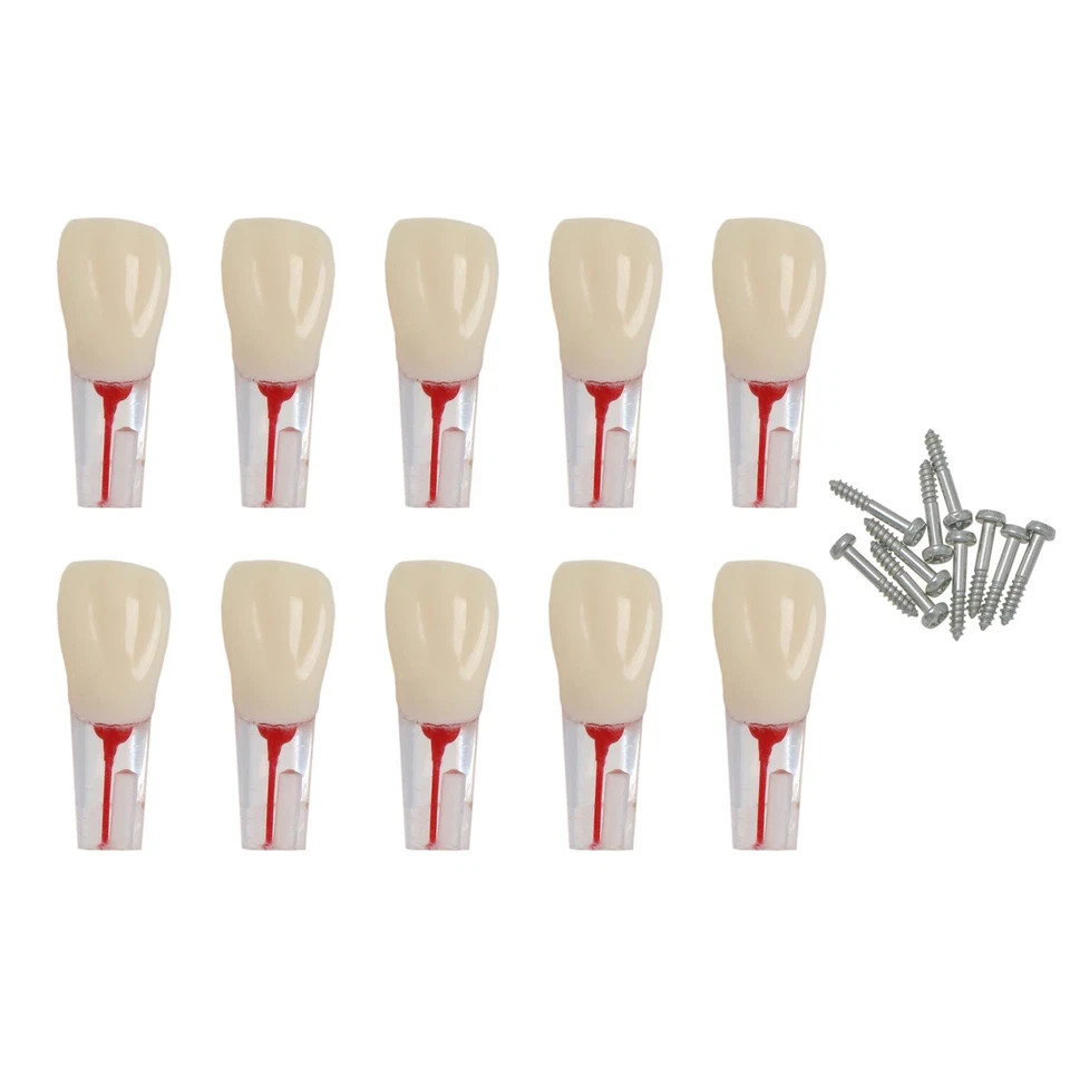 Dental Endodontic Root Canal RCT Practice Endo Teeth Model Pulp Study #8006