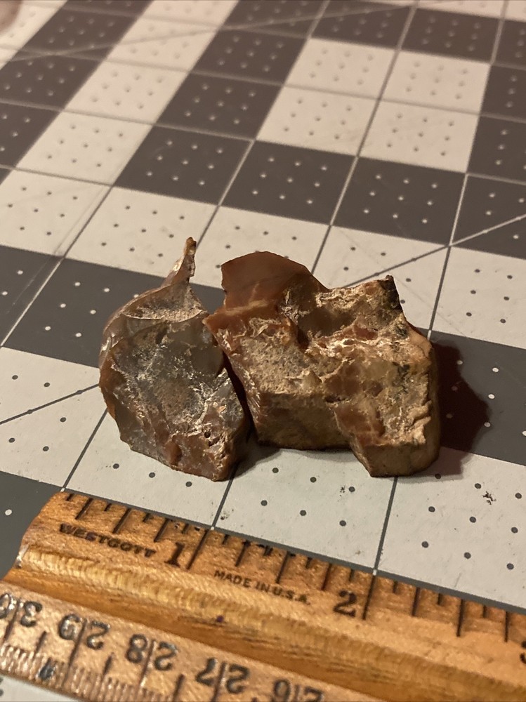 Ancient Petrified Wood Chunks