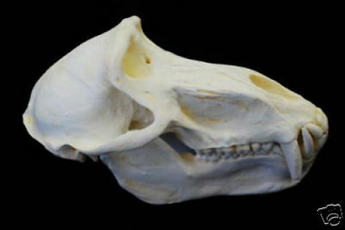 CHACMA BABOON SKULL REPLICA (MALE)