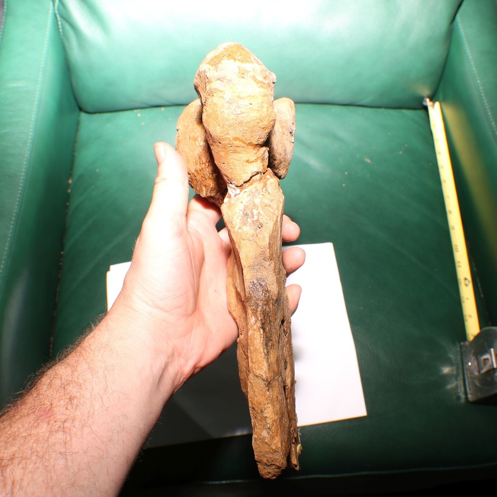 Triceratops Syncervical Vertebra Process Section Hell Creek Formation Cretaceous