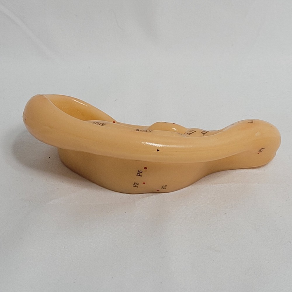 Professional Human Ear Acupuncture Points Model Anatomical Figure