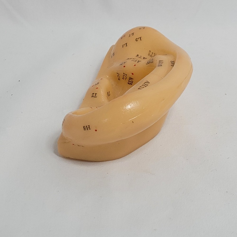 Professional Human Ear Acupuncture Points Model Anatomical Figure