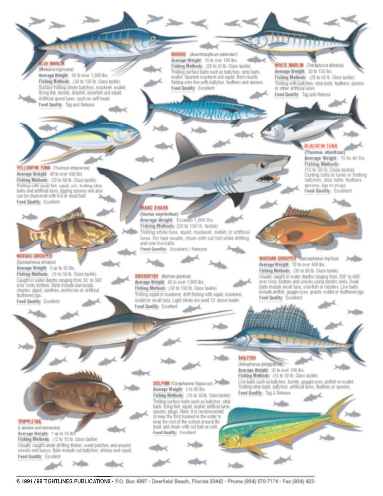 Saltwater Identification #1 - Waterproof Quick Reference Guide