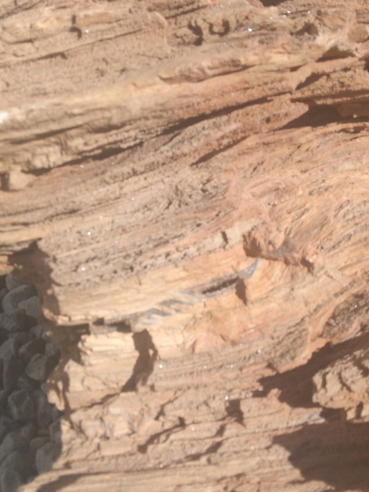 large petrified wood log