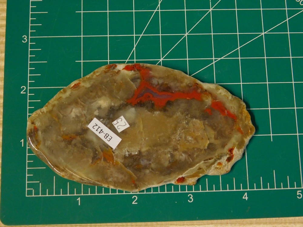 Coprolite Polished Slab for Cabs