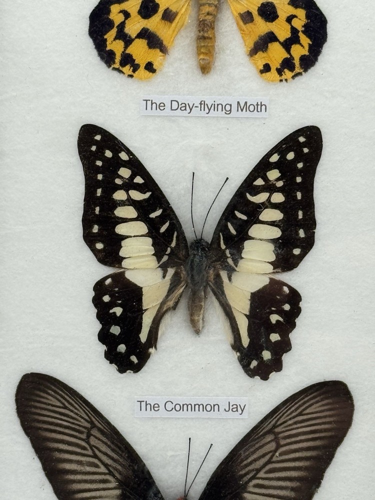 REAL LIFE: Framed Butterflies