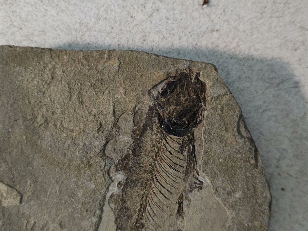 Authentic and Unique Paleontological Fishification Stone C02