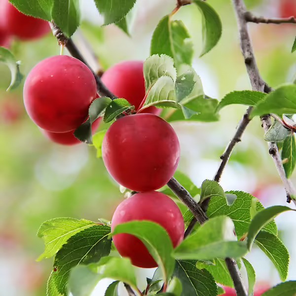 Au Rubrum Plum Grafted Fruit Tree 18-24" Bare-Root