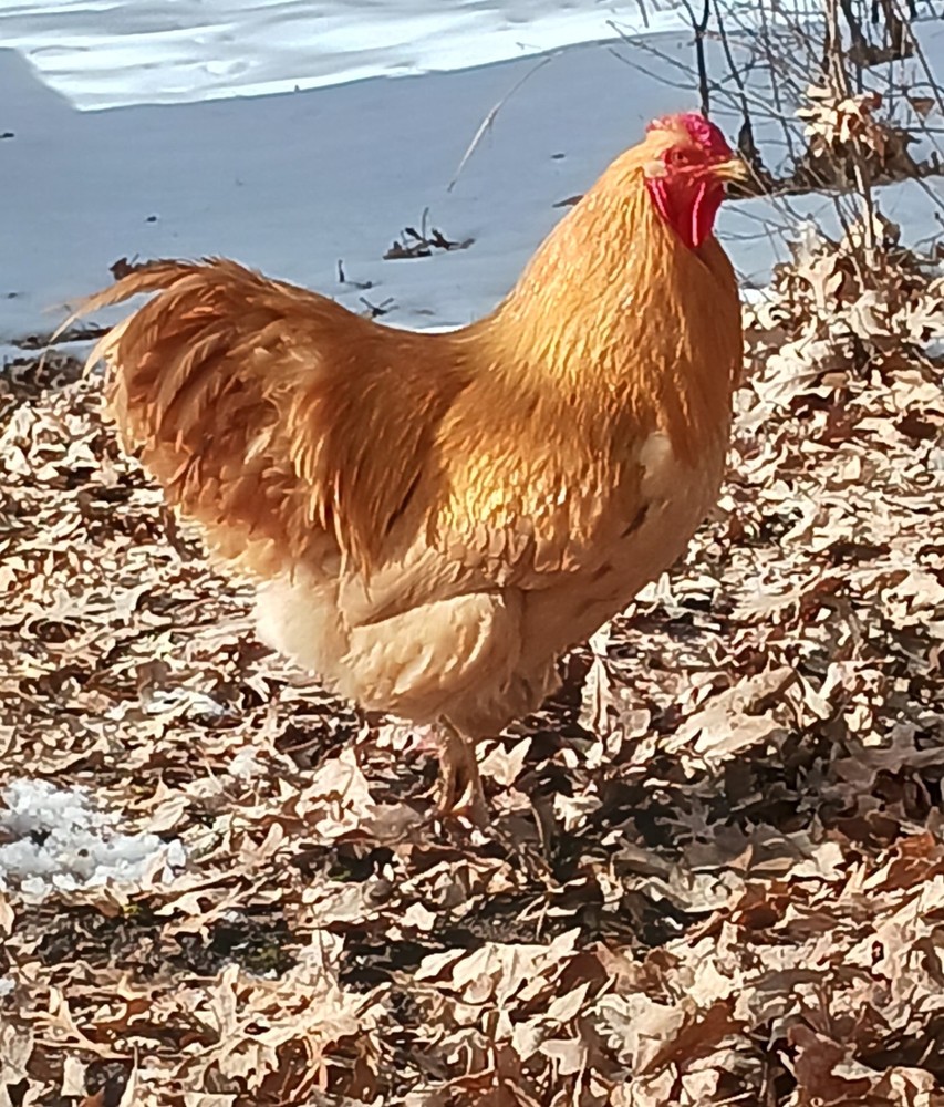 10++ Buff Wyandotte Hatching Eggs