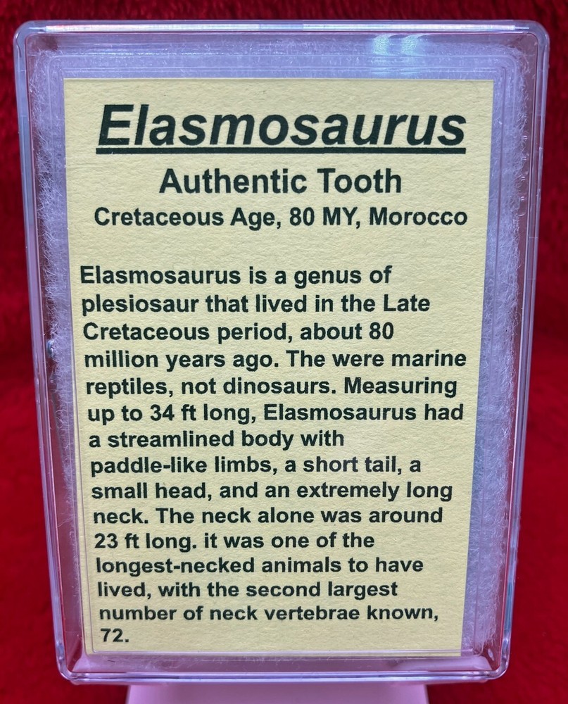 Authentic Fossil Elasmosaur Tooth in Acrylic Display Case #4031