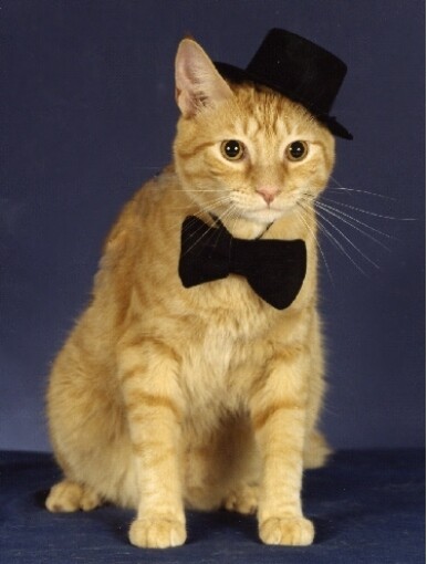 Pet Notecards Cat with Top Hat