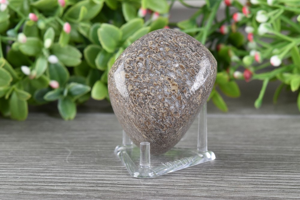 Polished Dinosaur Bone from Morocco 4.3 cm # 19871