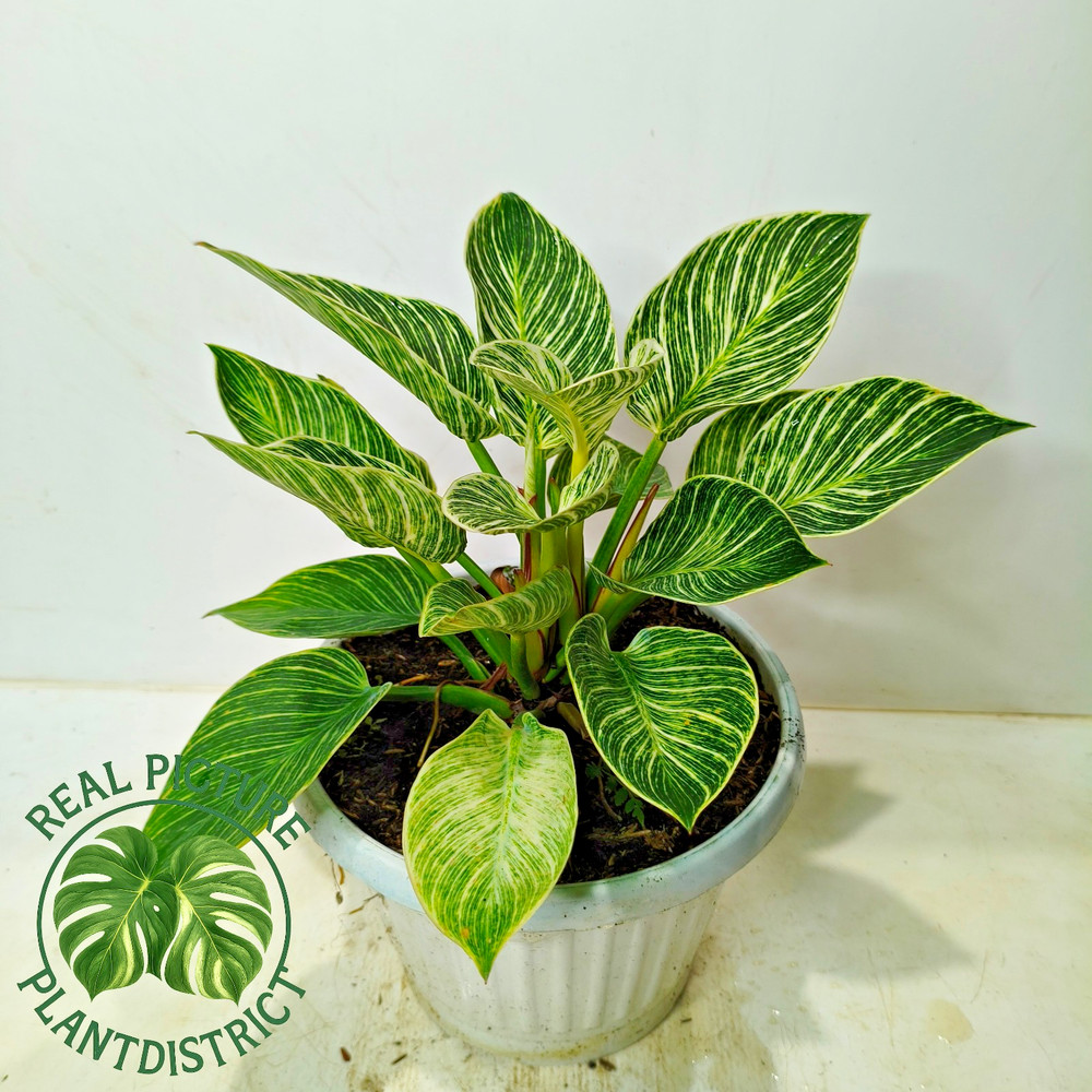 Actual Image Philodendron Birkin Mutation Large Size Free Phyto